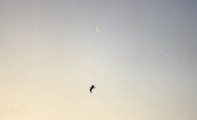Bird and Moon