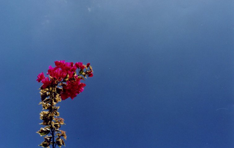 flower and sky