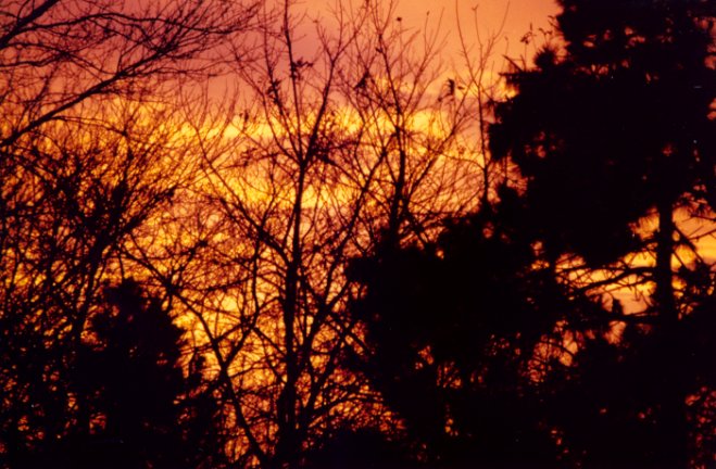 Orange sunset
