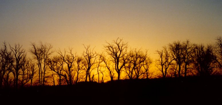Trees at dawn